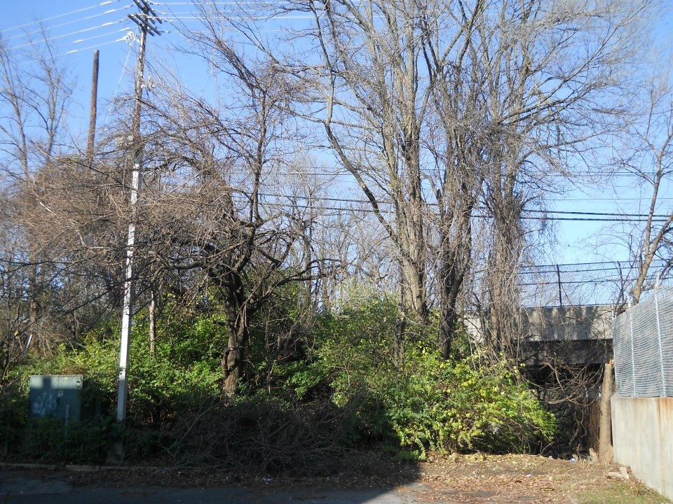 Branch Tree Experts Photo