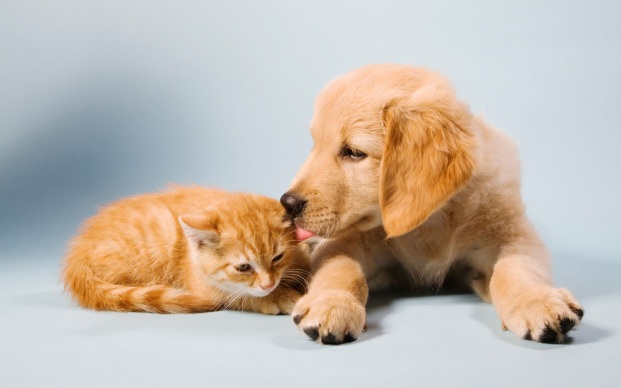 Hammond Animal Hospital & Pet Lodge