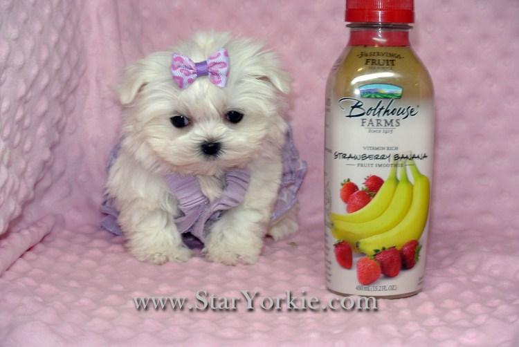 Star Yorkie Kennel Teacup & Toy Puppies For Sale in Las Vegas