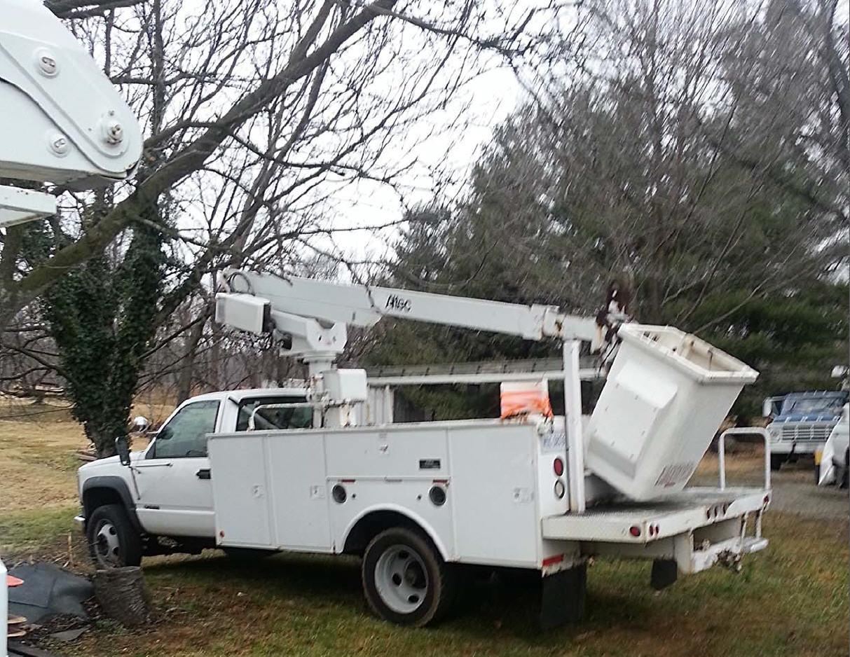Mark's Tree & Stump Removal Photo