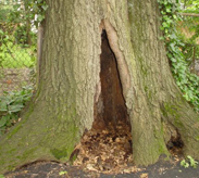 Branch Tree Experts Photo