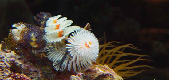 Gulf Specimen Marine Laboratories - Panacea, FL
