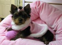 Worldwide Puppies & Kittens - Bellmore, NY
