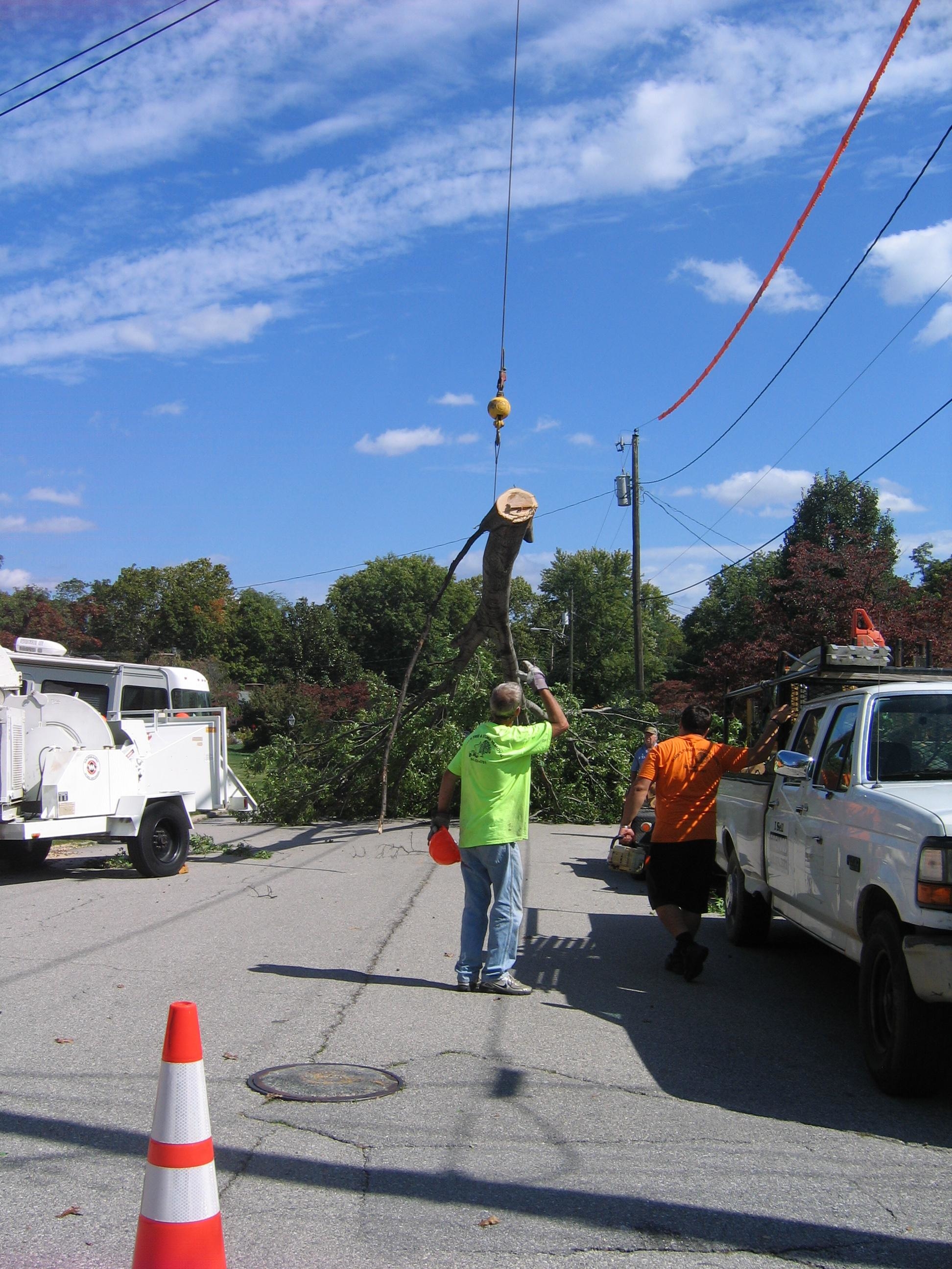 Mark's Tree & Stump Removal Photo