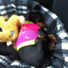 WagStar Pet WagStar Pet