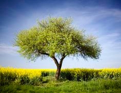 Morris Tree Service Photo