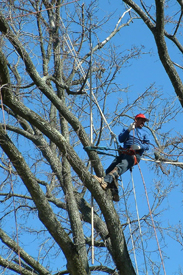 Branch Tree Experts Photo