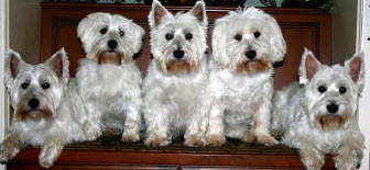 Northside Animal Hospital Photo