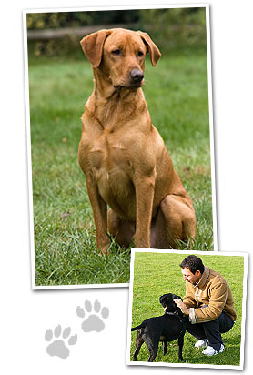 Ron Hutchison Dog Training - Atascadero, CA