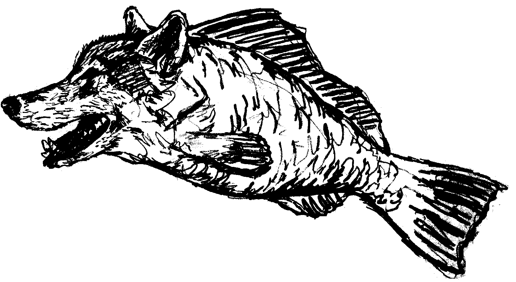 Wolfmouth Charters - classified ad