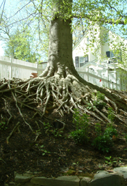 Branch Tree Experts Photo