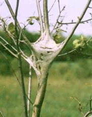 Branch Tree Experts Photo