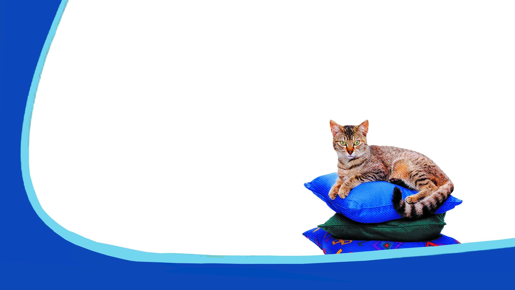 Tampa Cat Lady Professional