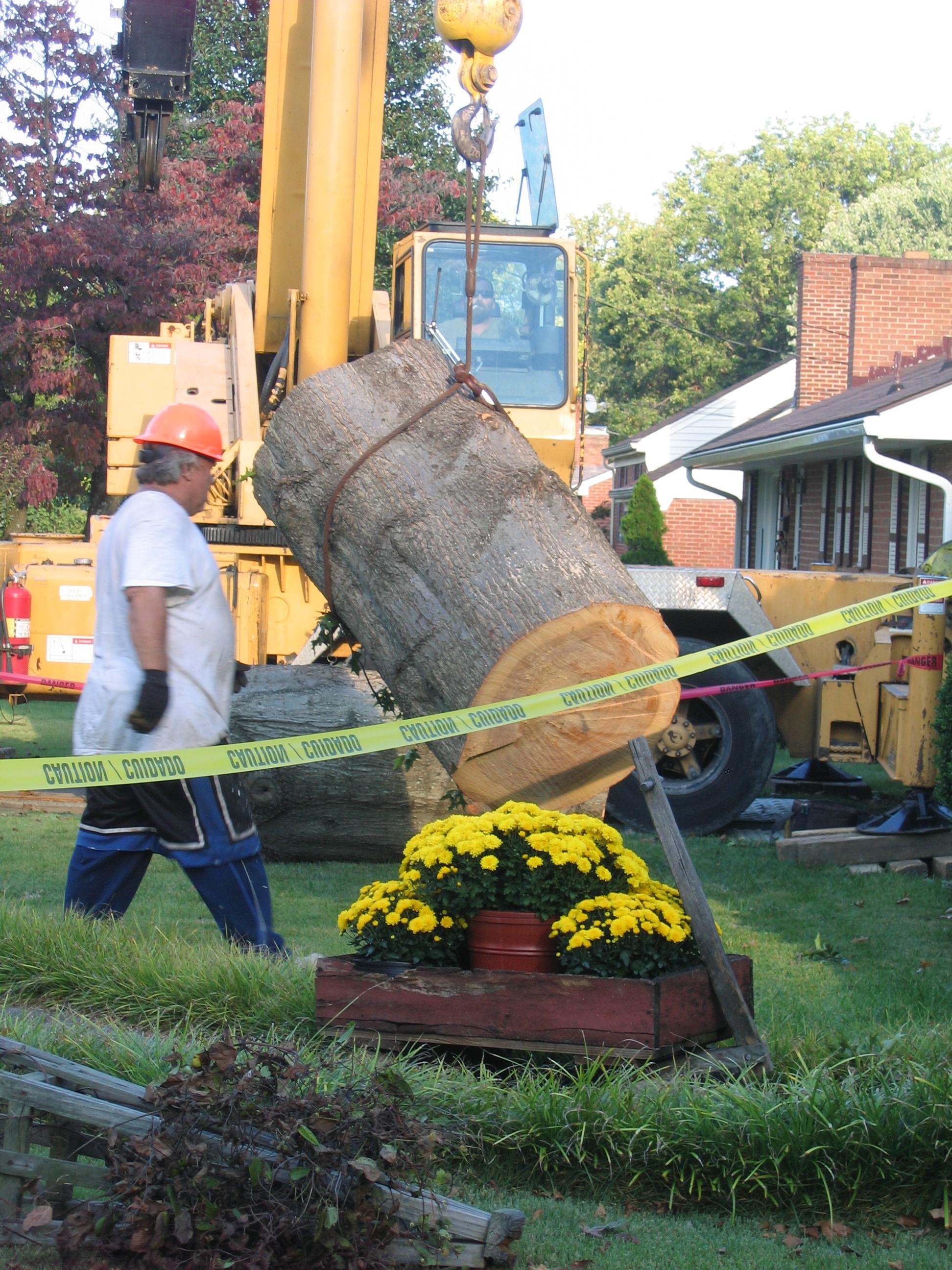 Mark's Tree & Stump Removal Photo