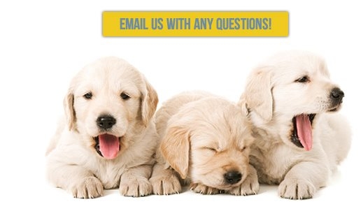 American Dog Club Photo