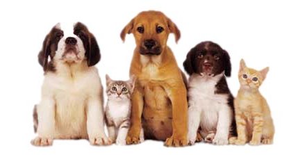 The Healing Place Your Holistic Veterinarian