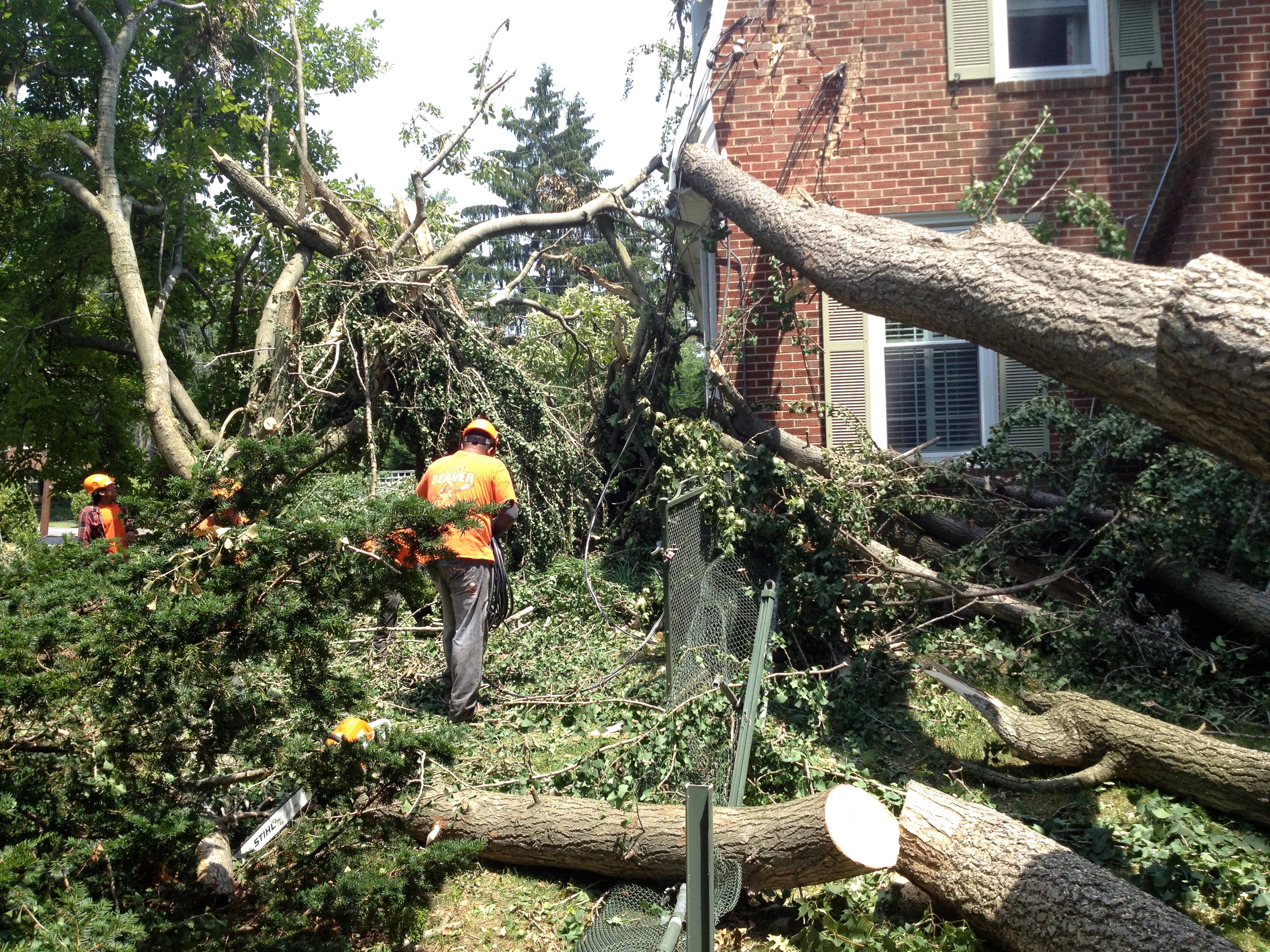 A Busy Beaver Tree Service Photo