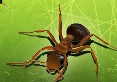 Alfred Animal and Pest Control - Fairfield, NJ