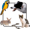 Portage Park Animal Hospital & Dental Clinic