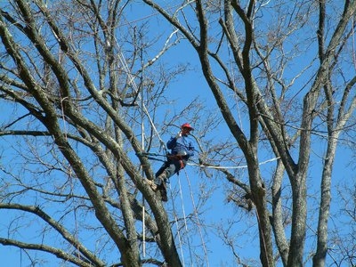 Branch Tree Experts Photo