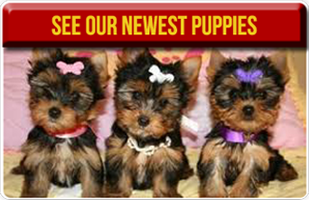 American Dog Club Photo