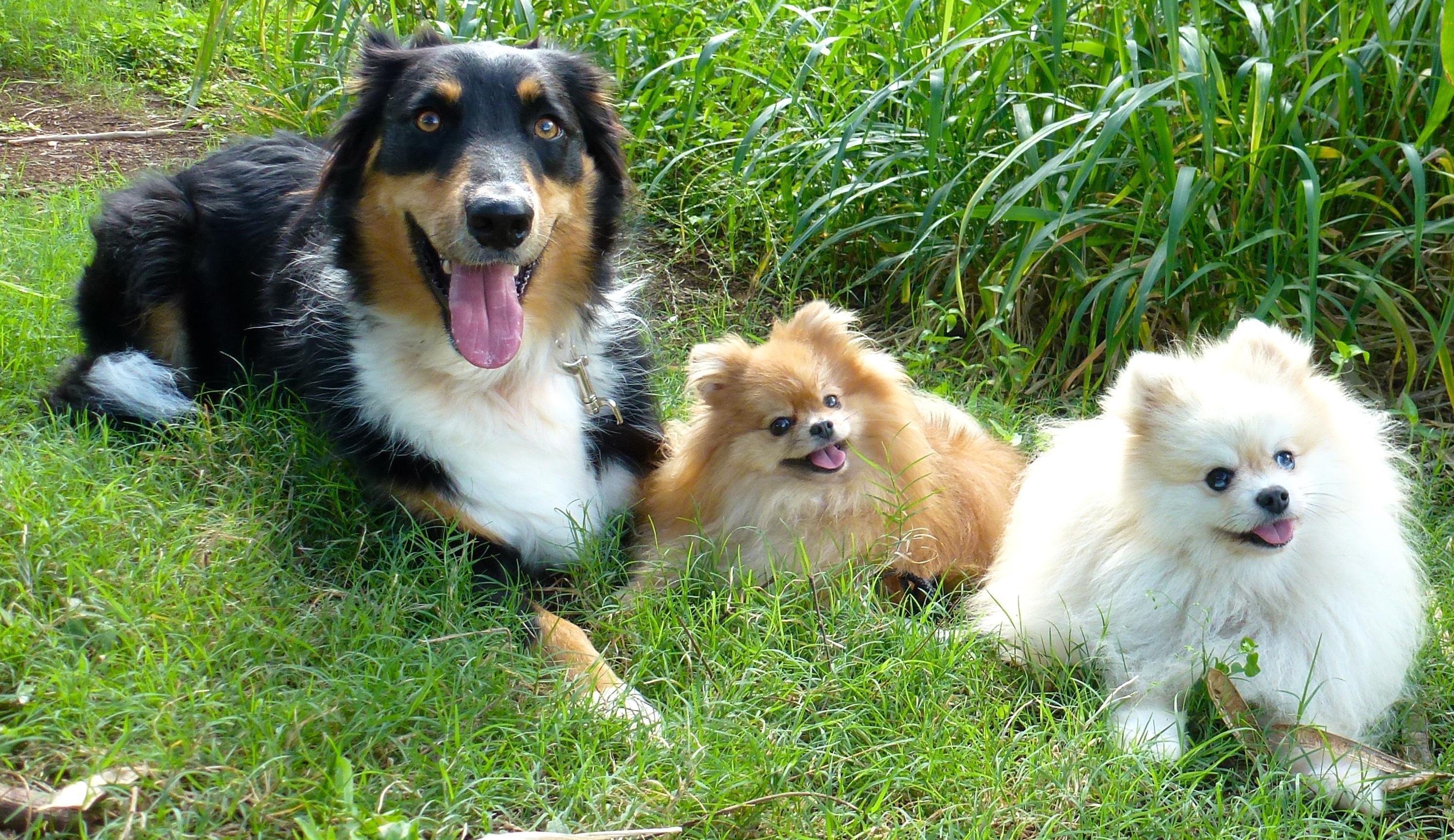 agility near me balanced obedience coupons near me in honolulu 8coupons agility near me balanced obedience coupons near me in honolulu 8coupons