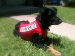Sit Means Sit San Antonio - classified ad