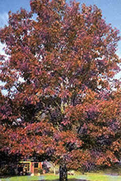 Changing Seasons Nursery - Saint Joseph, MI