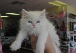 Worldwide Puppies & Kittens - Bellmore, NY