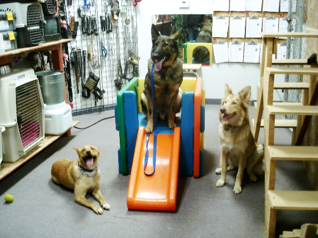 All States K-9 Detection & Dog Training - Fullerton, CA