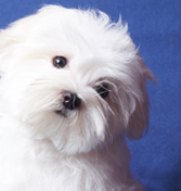 Your Pets Peeve Photo