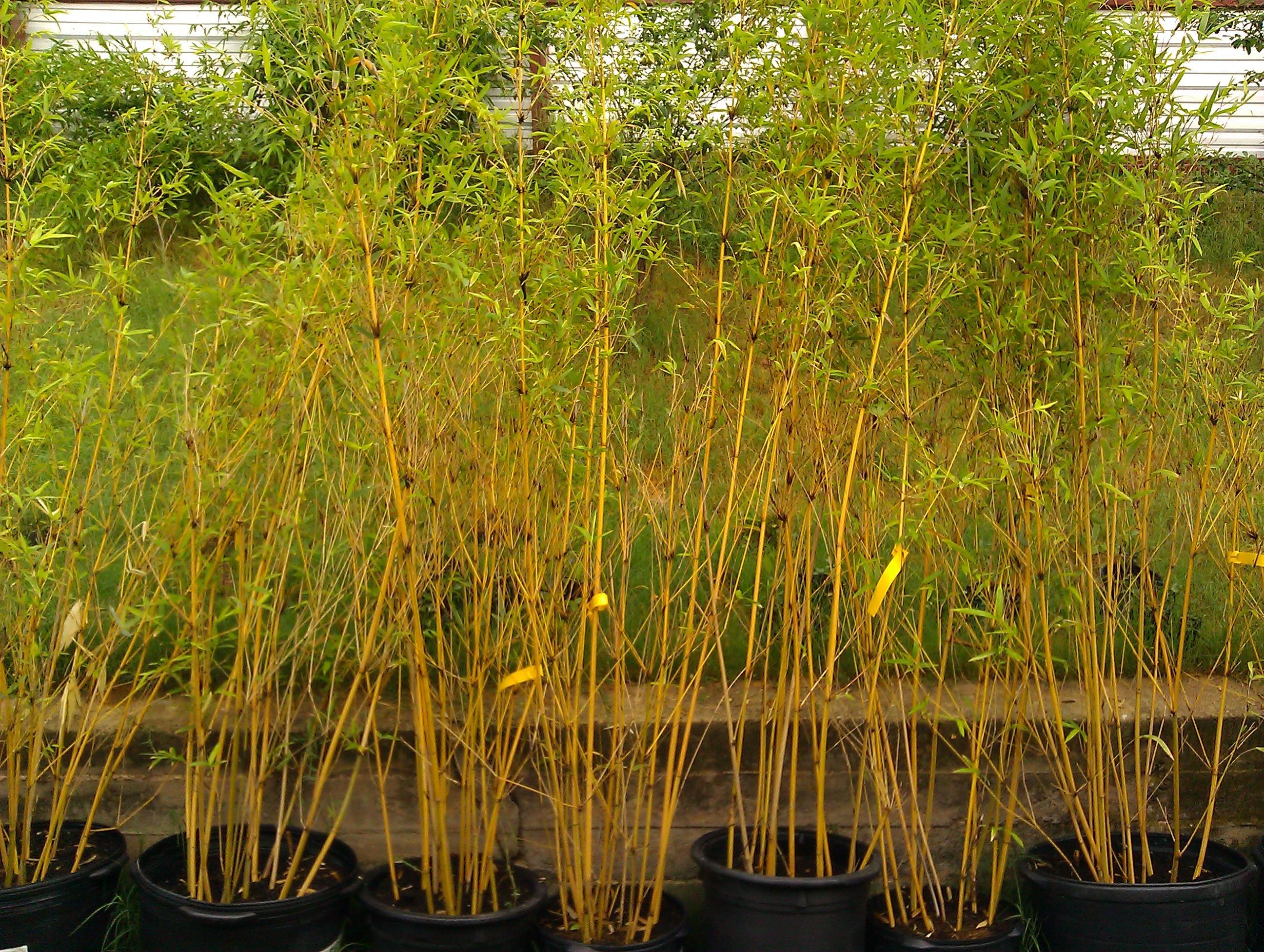 Creatice Bamboo Trees For Privacy with Simple Decor