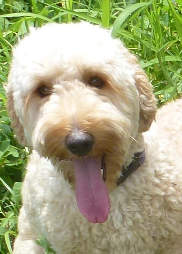 agility near me balanced obedience coupons near me in honolulu 8coupons agility near me balanced obedience coupons near me in honolulu 8coupons