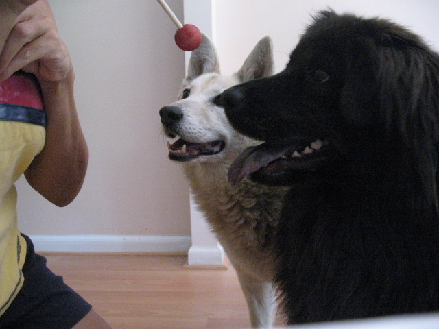 PAWZ FOR HEALTH In Home Dog Training - Severn, MD