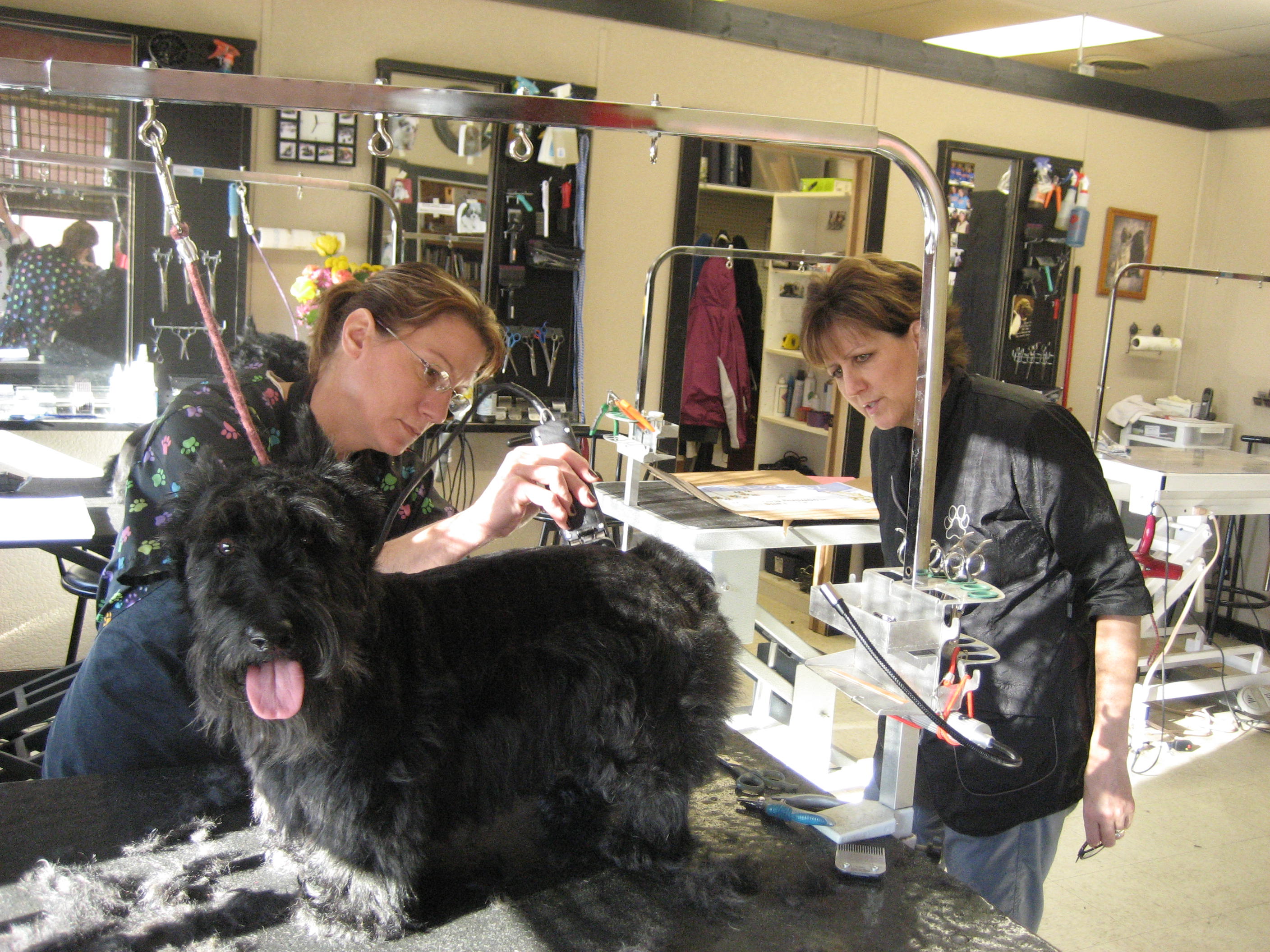 Golden Paws Pet Grooming School Photo