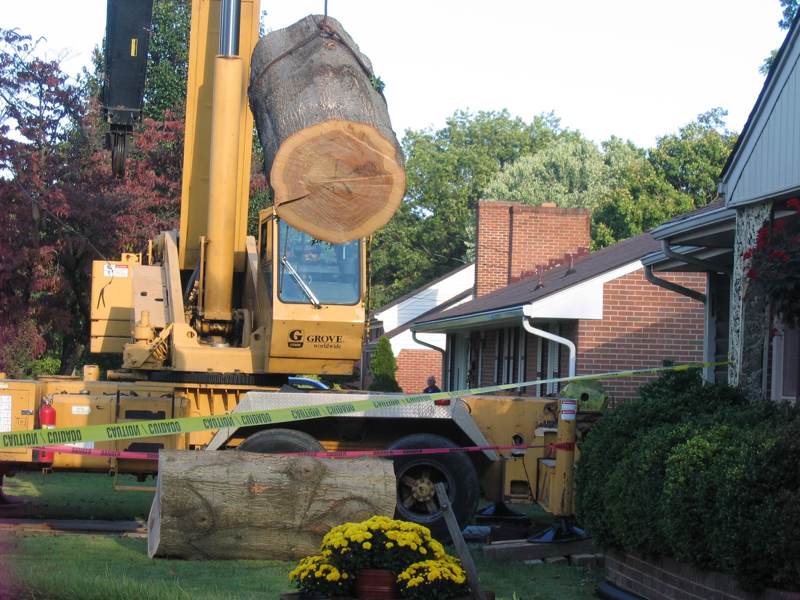 Mark's Tree & Stump Removal Photo