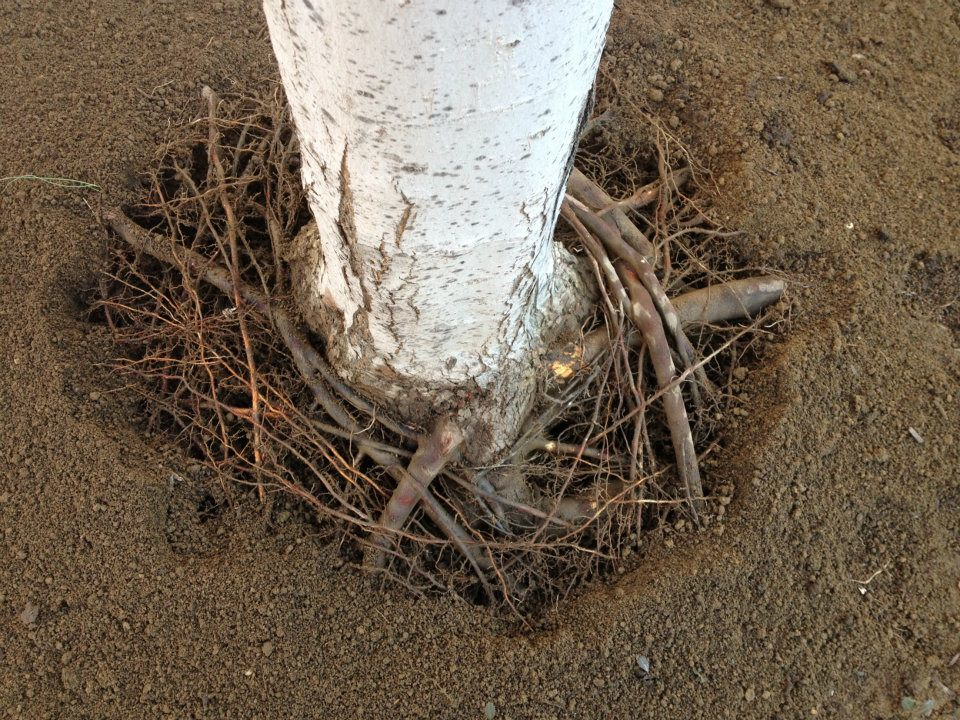 Branch Tree Experts Photo