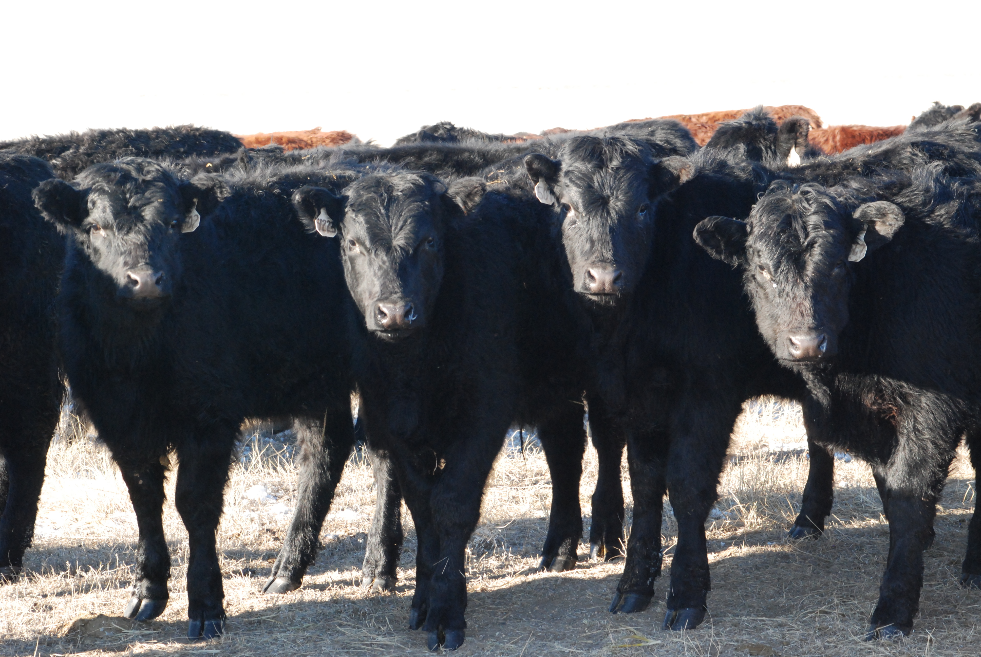 First National Agency Image