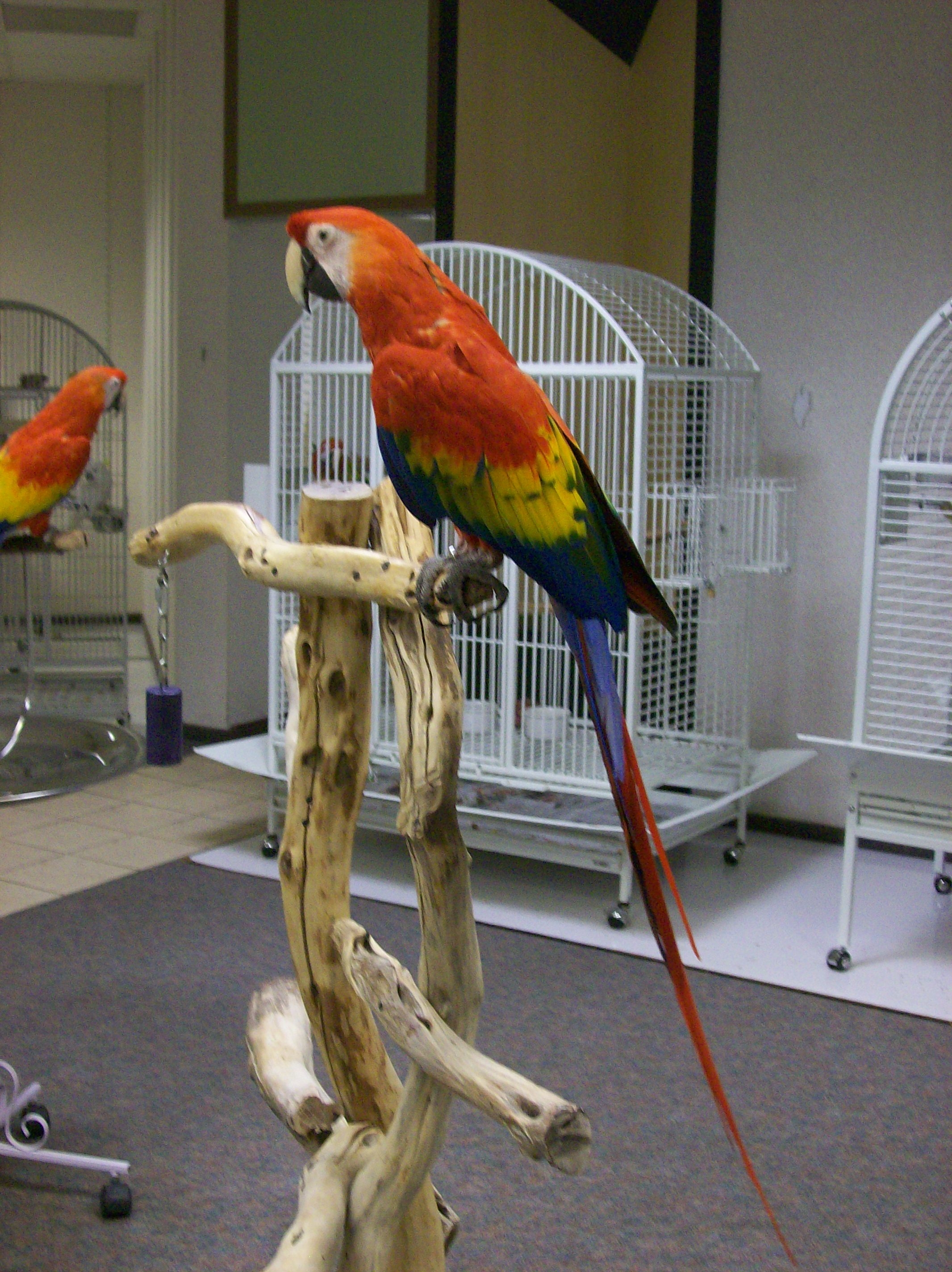 Exotic Pet Birds 5311 Market St Youngstown, OH Pet Shops MapQuest