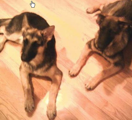 Hynoone K9 - East Falmouth, MA