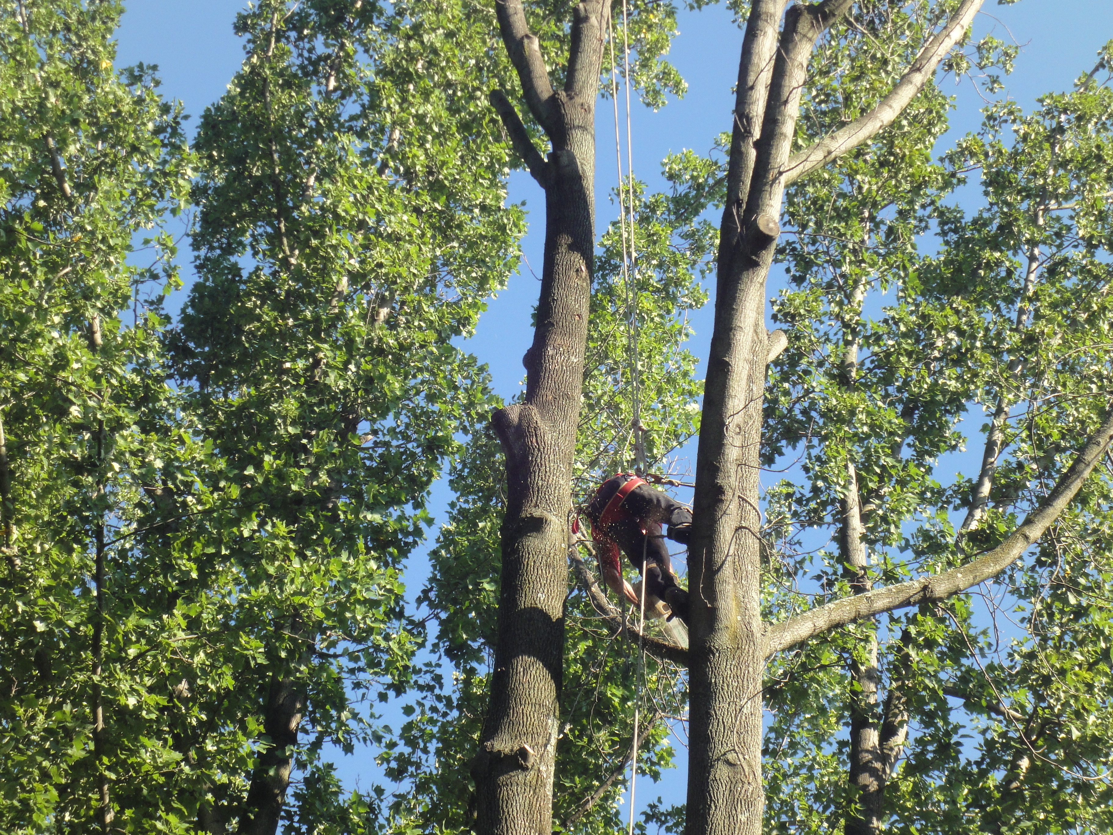 Dependable Land Maintenance & Tree Service LLC - Woodbury, NJ