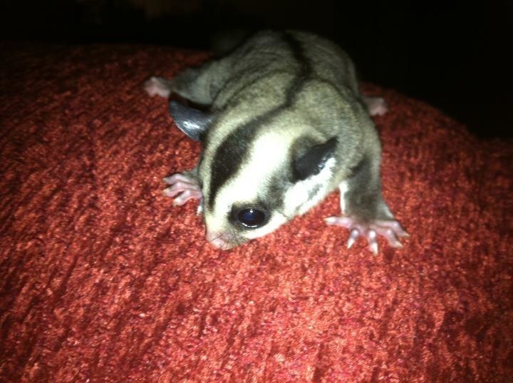 First Coast Sugar Gliders, 9172 Shindler Crossing Drive, Jacksonville