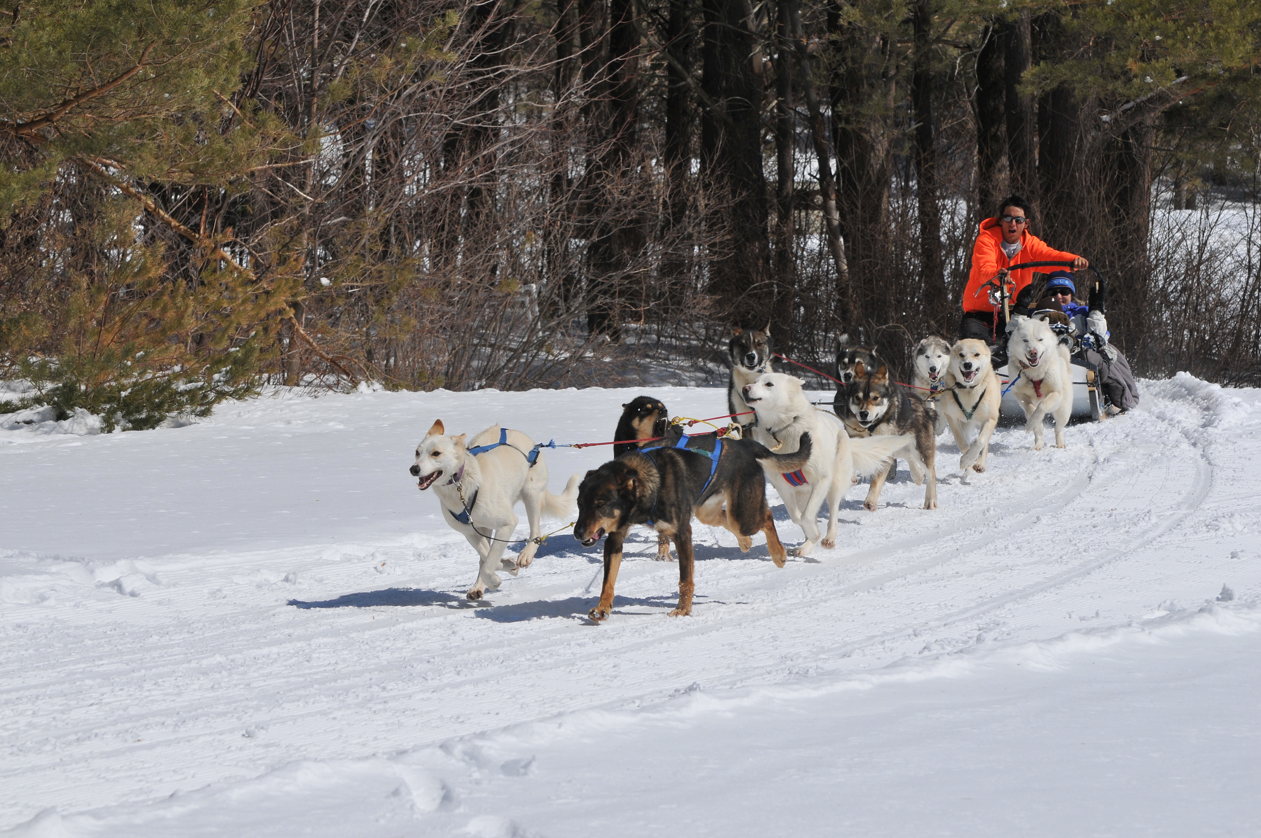 sledding nh muddy paw sled kennel 32 valley rd jefferson nh tours operators promoters sledding nh muddy paw sled kennel 32 valley rd jefferson nh tours operators promoters