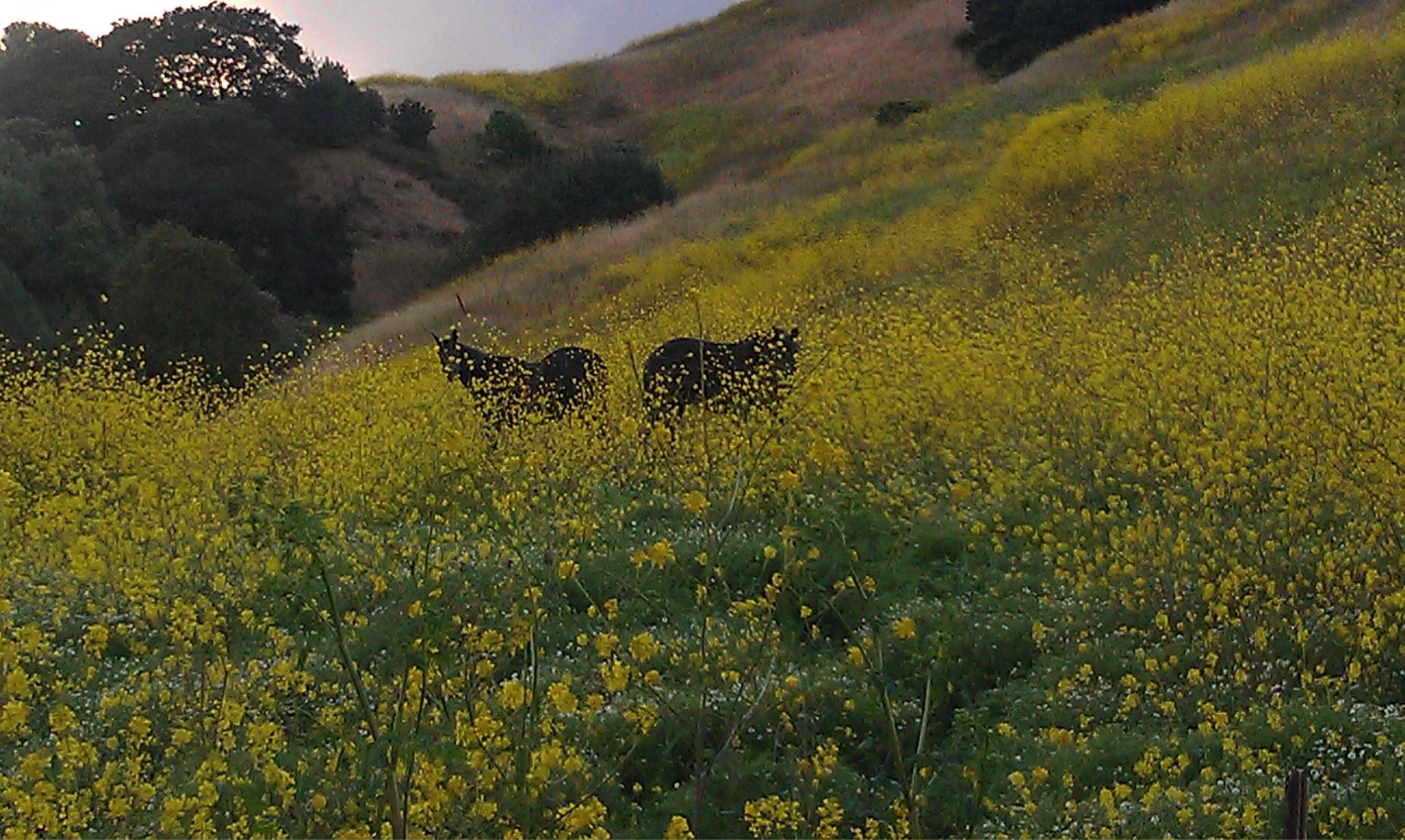 Canyon Creek Ranch - Castro Valley, CA