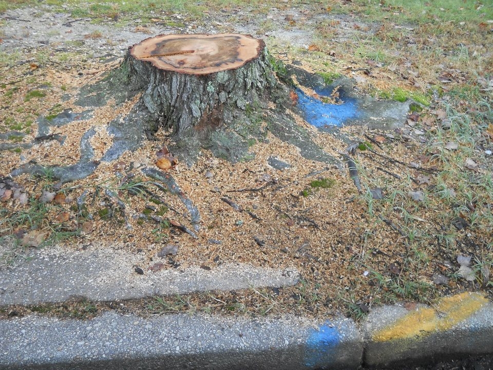 Branch Tree Experts Photo