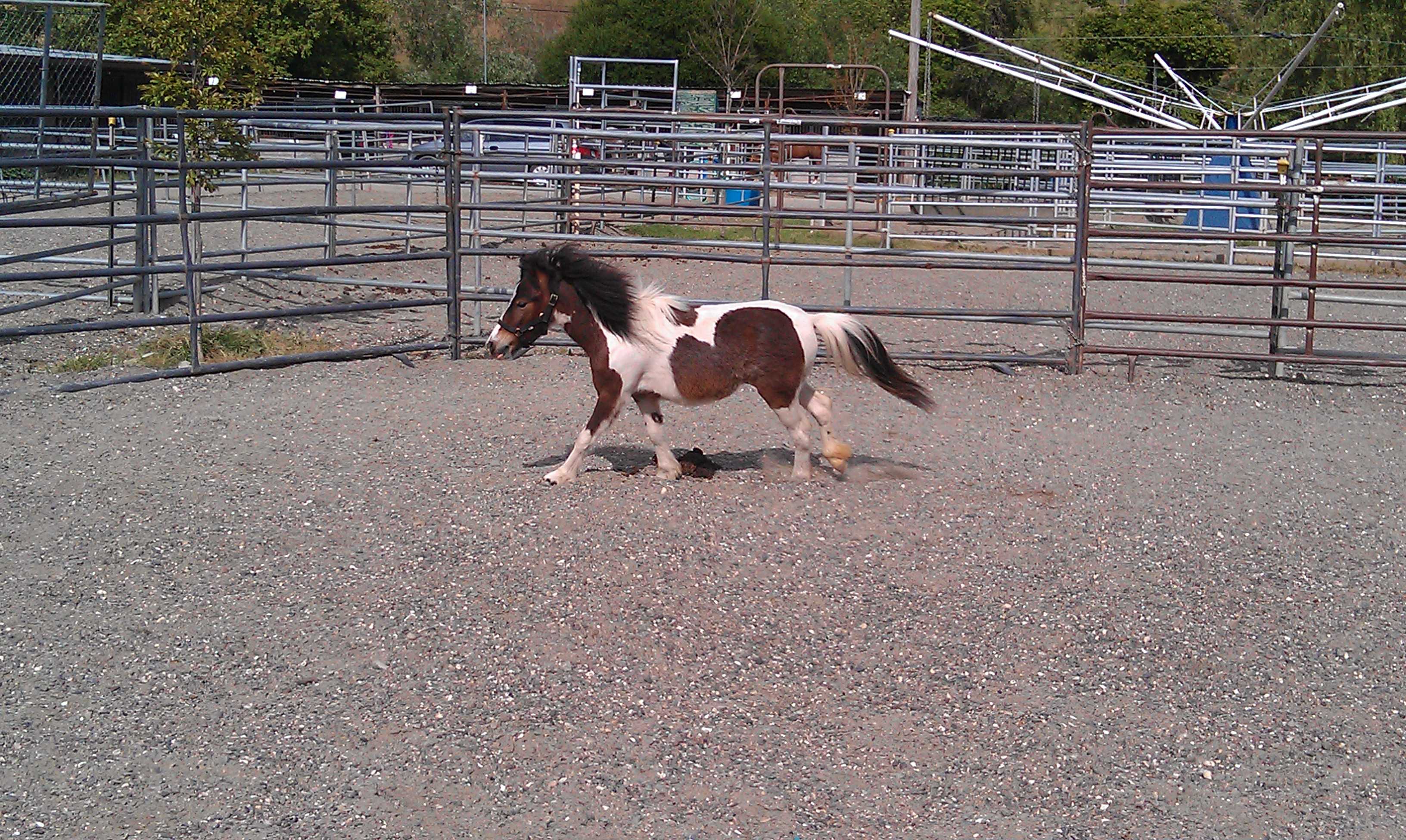 Canyon Creek Ranch - Castro Valley, CA