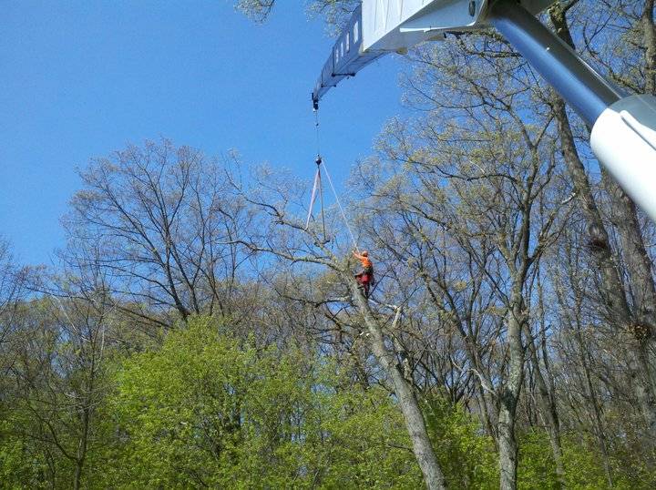 Marquis Tree Service - Burlington, MA