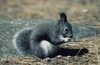 Alfred Animal and Pest Control - Fairfield, NJ