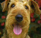 Your Pets Peeve Photo