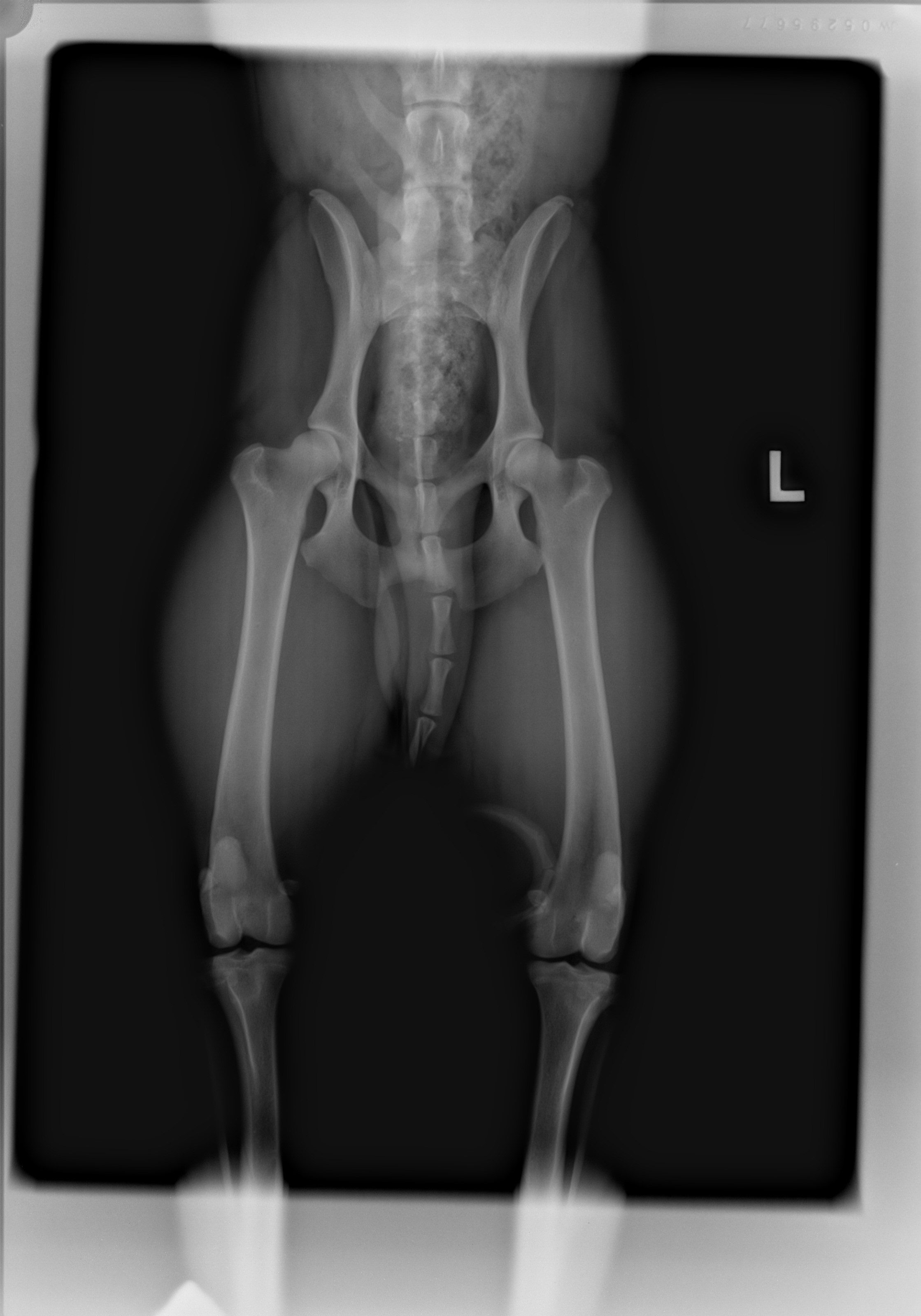 OFA and PennHip X-Rays